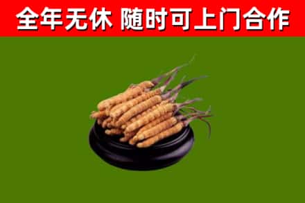 德兴市回收散虫草