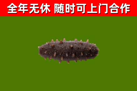 德兴市回收海参干